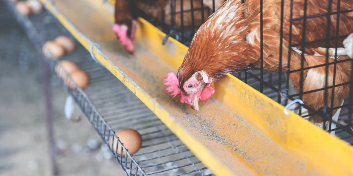 Aplikasi ROTER untuk Budidaya Ayam Petelur