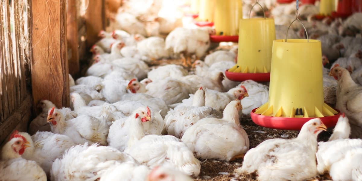 Cara Persiapan Kandang Ayam Broiler – Budidaya Broiler KP2M