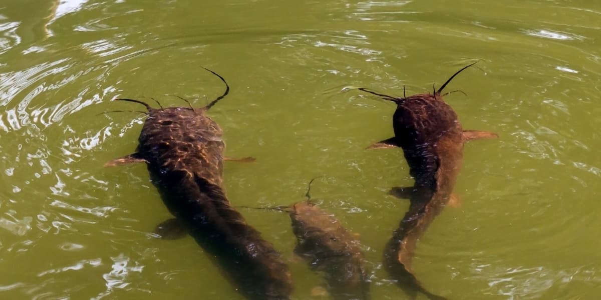 Trik Menjaga Kualitas Air Kolam Ikan Lele