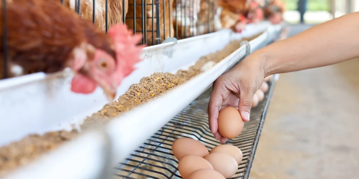 Budidaya Ayam/Bebek/Puyuh Petelur dengan Pola KP2M