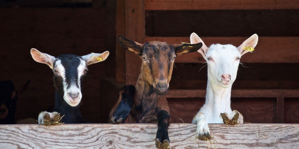 Tips Kambing Sehat dan Cepat Gemuk