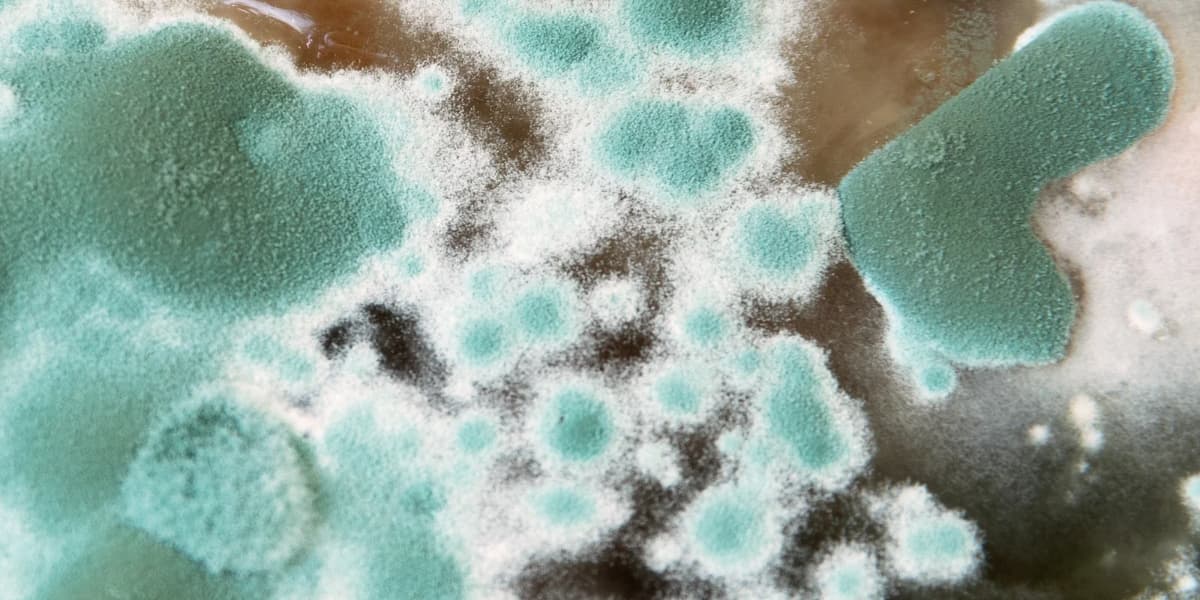 Cara Mengembangkan Trichoderma, Mikoriza, dan Metarhizium