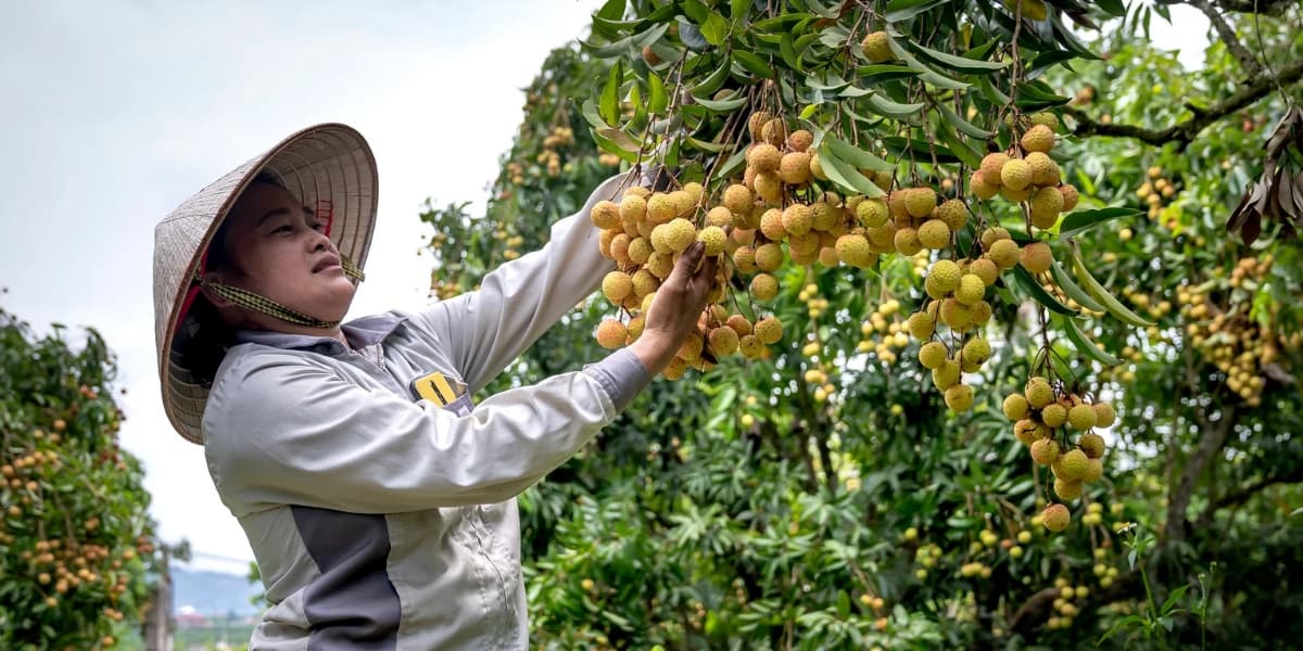 Ramuan Organik Pematang Buah Serempak