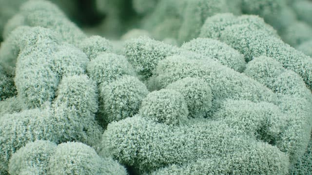 Cara Mendapatkan Trichoderma
