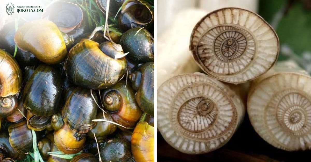 Cara Membuat Pupuk Organik Cair dari Keong Mas dan Bonggol Pisang