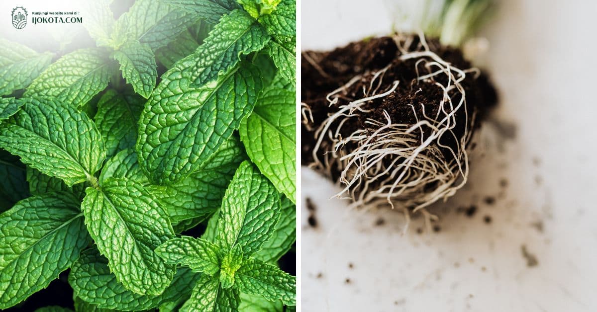 Ramuan Organik Perangsang Akar dan Daun