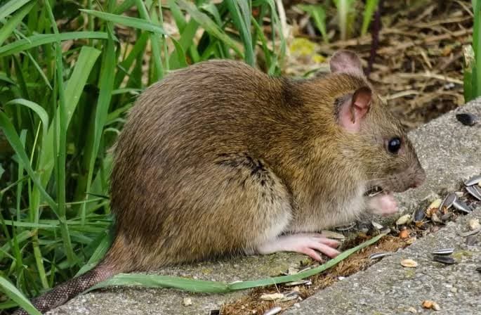 Cara Membuat Racun Tikus Organik dari Singkong