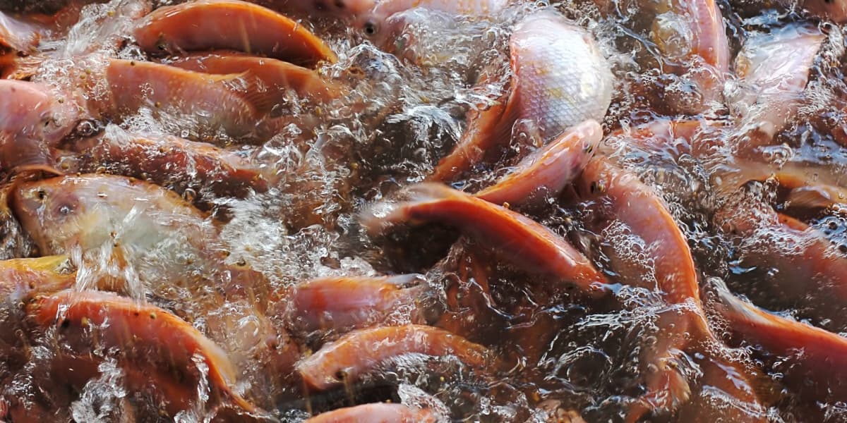 Cara Membuat ROTER Ikan