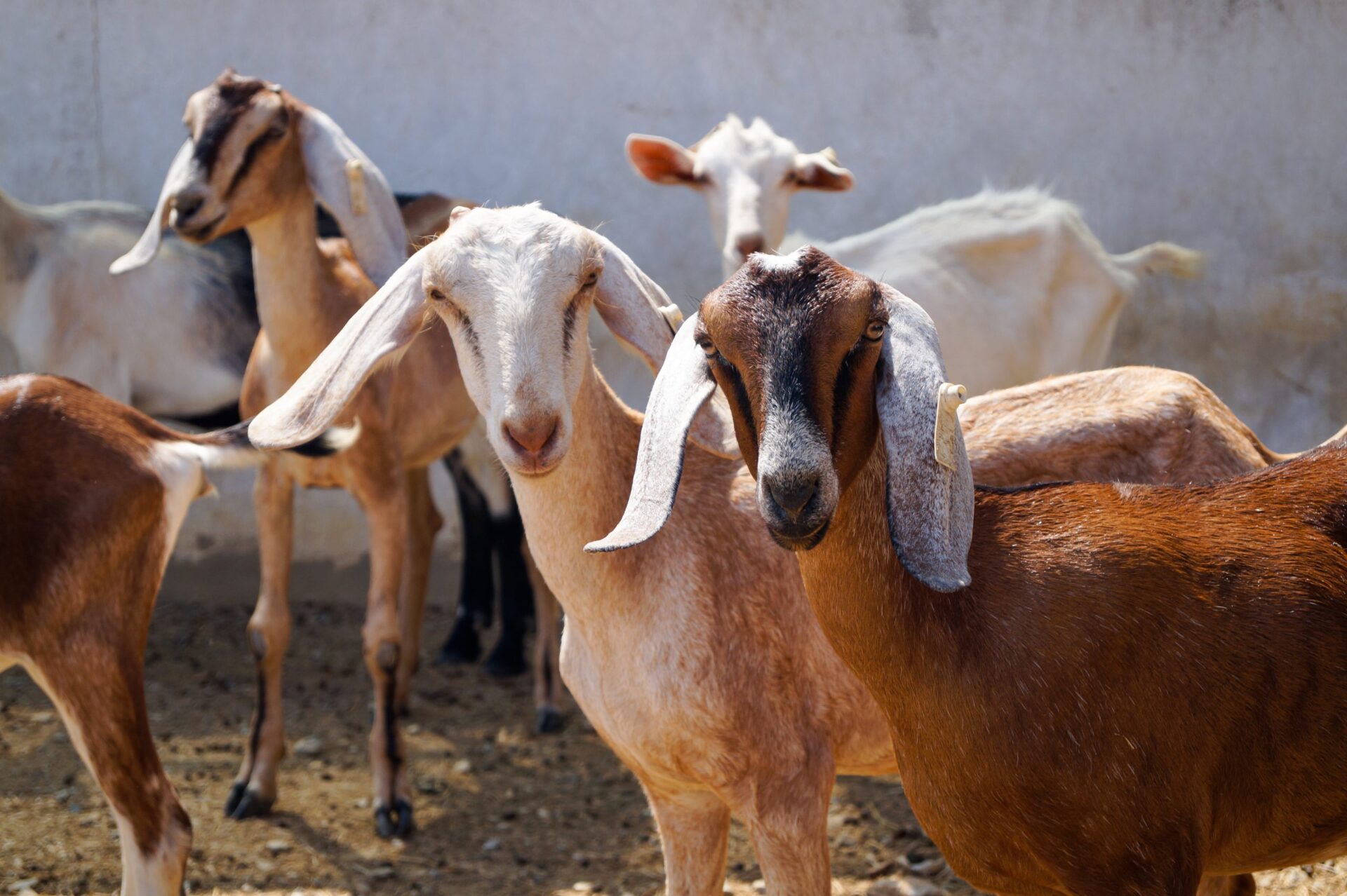 3. Dita Nurul Fajarwati Manfaat Ternak Kambing Tani Nelayan Center IPB University DIGITANI scaled 1