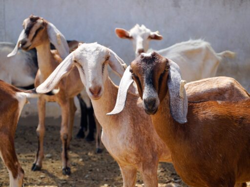 3. Dita Nurul Fajarwati Manfaat Ternak Kambing Tani Nelayan Center IPB University DIGITANI scaled 1