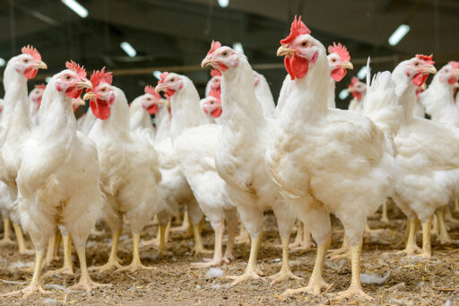 Karakteristik Ayam Broiler Yang Harus Diketahui