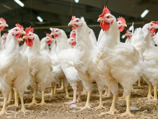 Karakteristik Ayam Broiler Yang Harus Diketahui