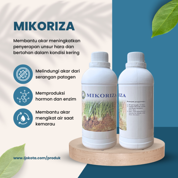 Mikoriza