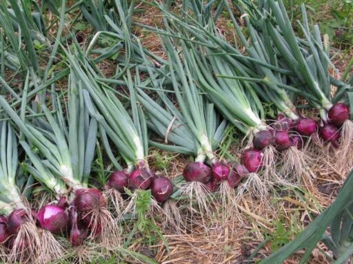 Pohon Bawang Merah compressed