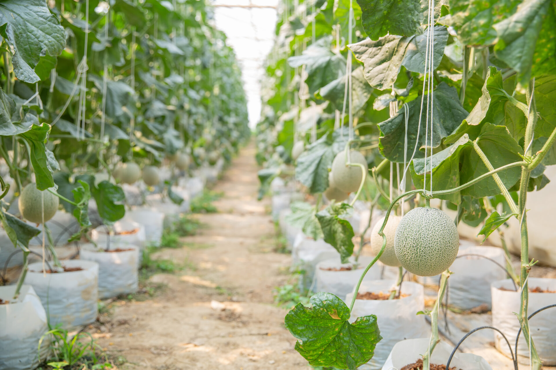 growth young melon glasshouse