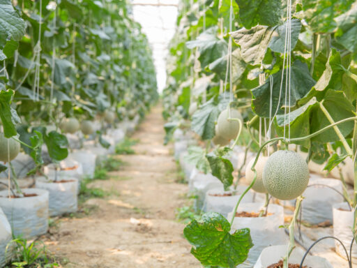 growth young melon glasshouse