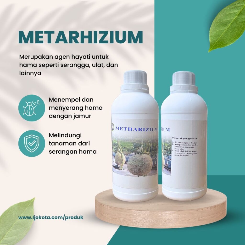 Metarhizium (Siap Pakai) - Ijokota