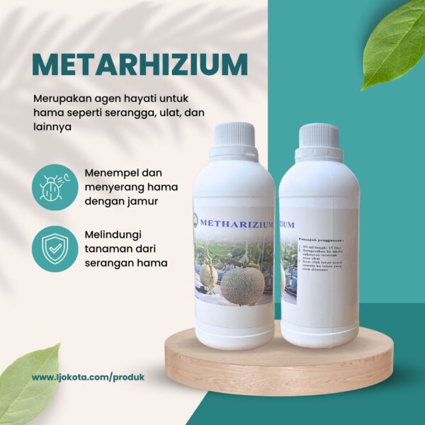 metarhizium