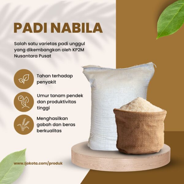 padi nabila