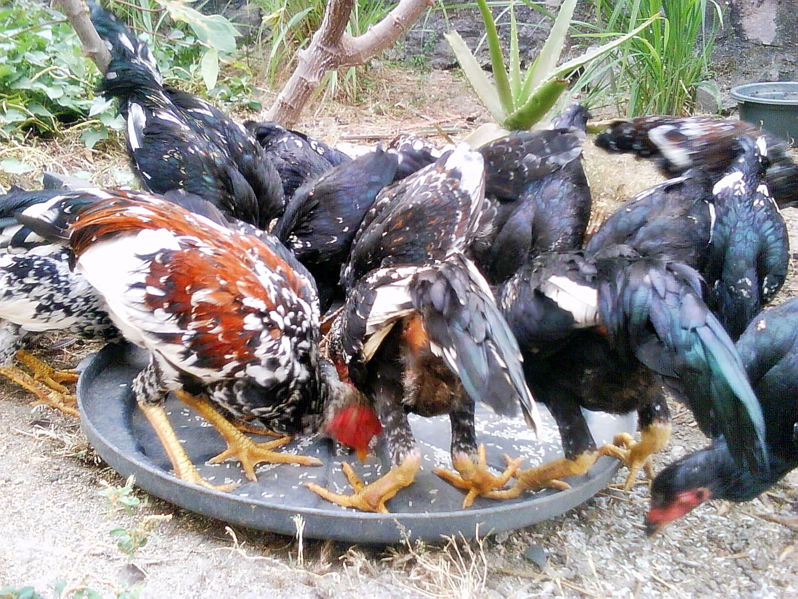 pakan alternatif ayam kampung 1