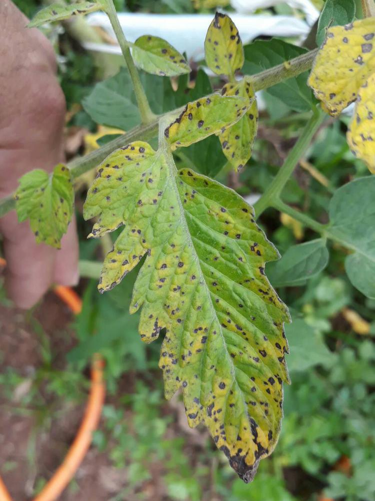 bacterial spot and speck of tomato tomato 1584010249