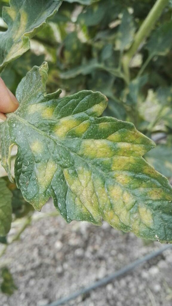 leaf mold of tomato 1