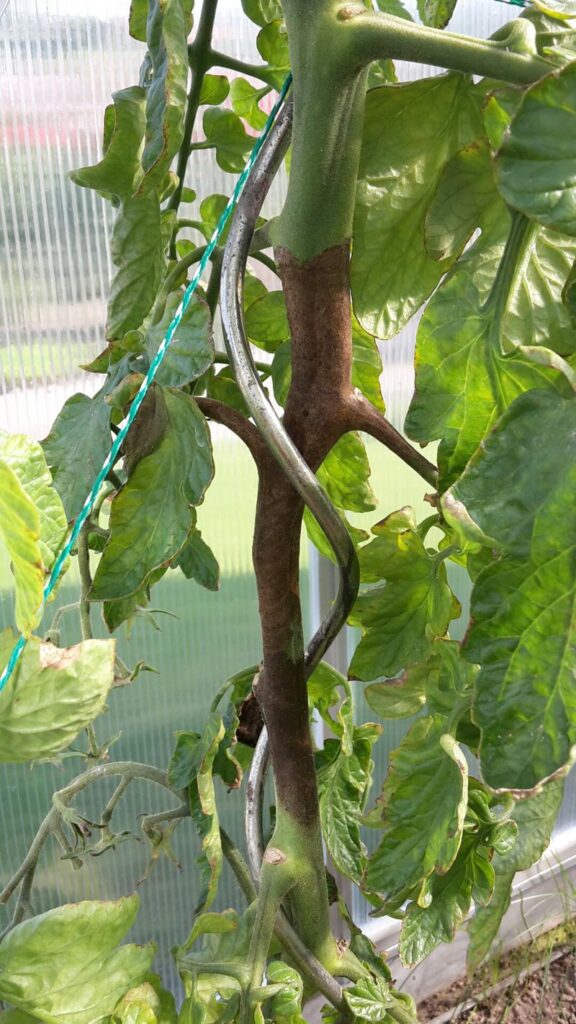 stem rot of tomato 1