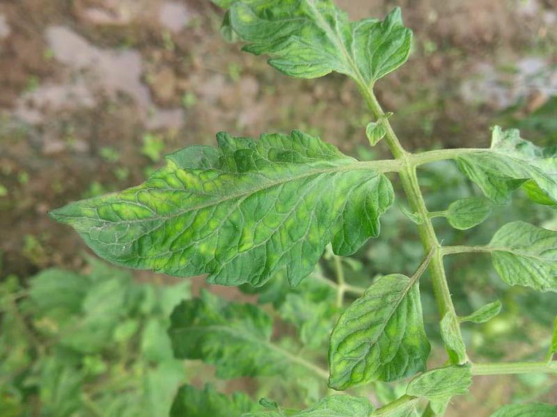 tobacco mosaic virus tomato 1580133887