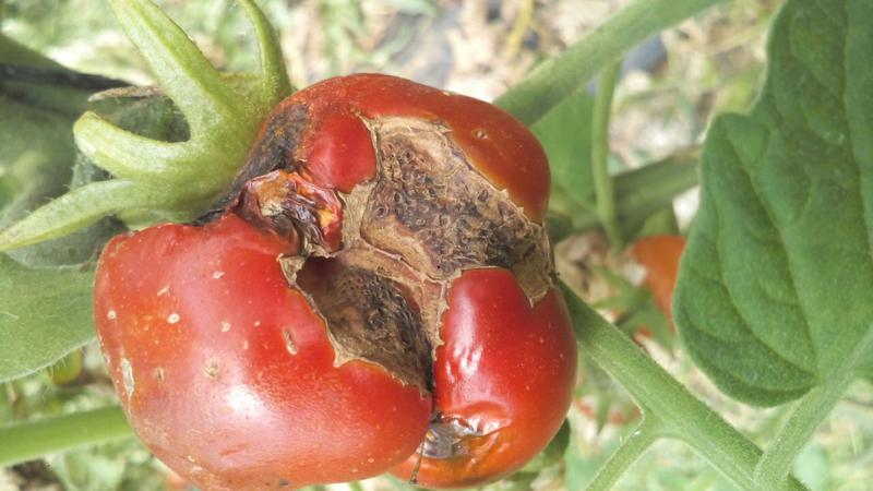tomato catface tomato 2