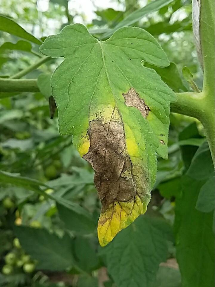 tomato late blight tomato 1556463954 1