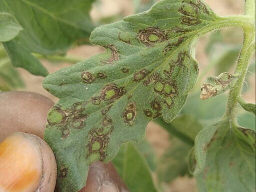 tomato spotted wilt virus tomato 1582884831