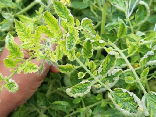 tomato yellow leaf curl virus tomato 1575982359