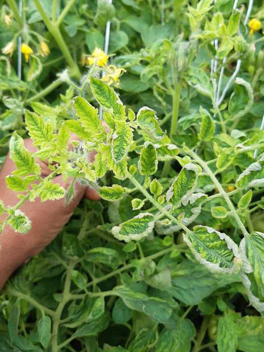 tomato yellow leaf curl virus tomato 1575982359
