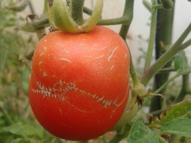tomato zippering tomato 1 1