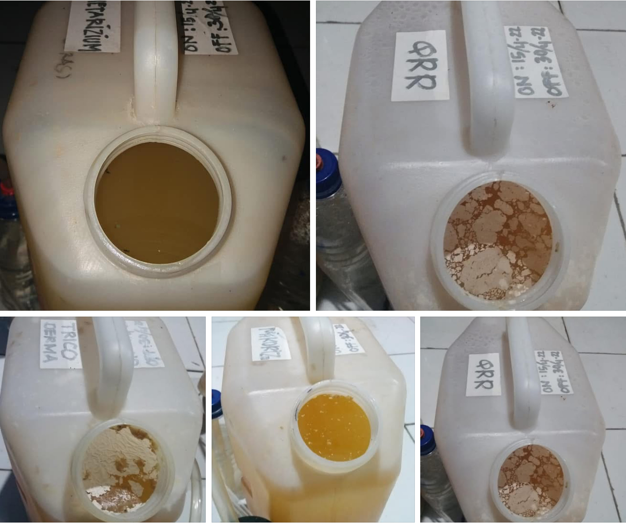 Cara Mengembangkan Trichoderma, Mikoriza, dan Metarhizium 5 IMG 9845