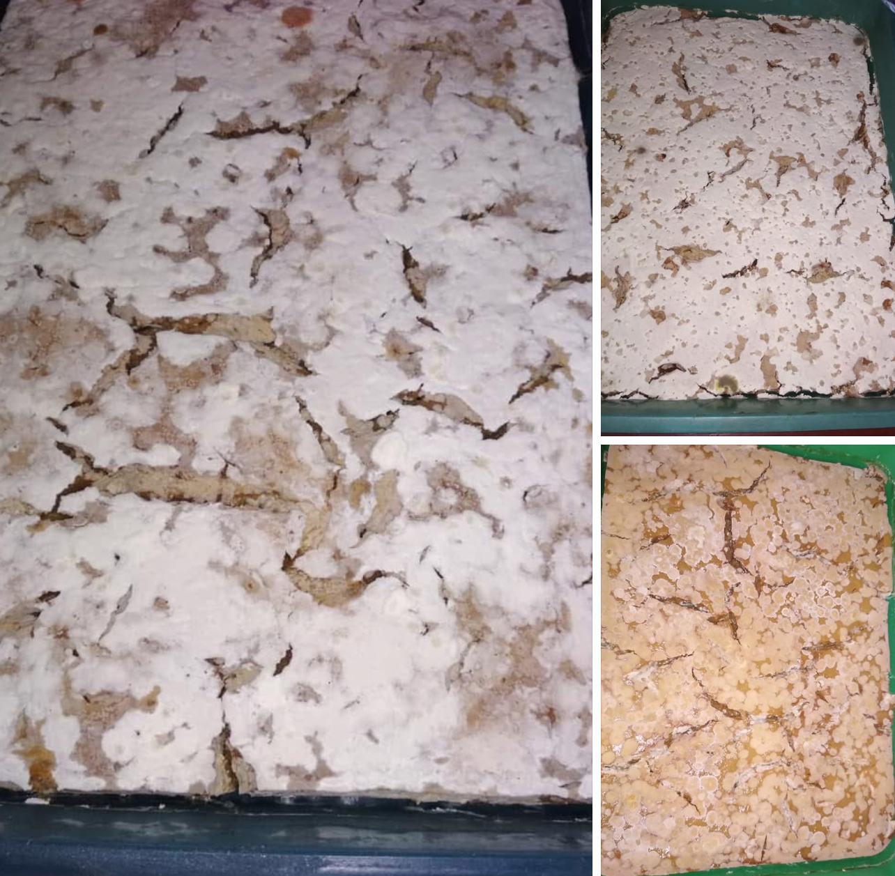 Cara Mengembangkan Trichoderma, Mikoriza, dan Metarhizium 6 IMG 9848